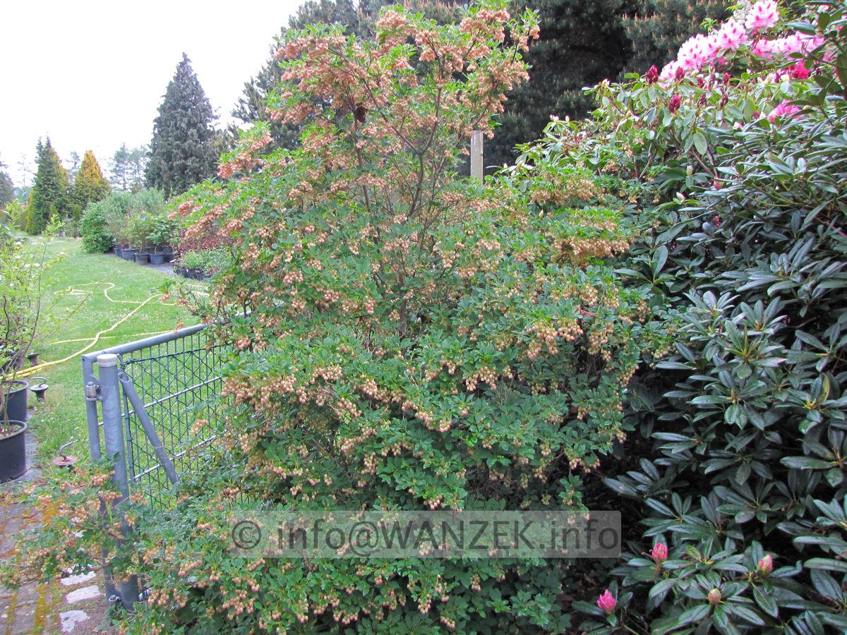 Enkianthus campanulatus  - 2,5m bluehend.JPG